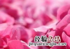 大花绣球和绣球有什么区别 绣球花和大绒球有什么区别