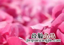 大花绣球和绣球有什么区别 绣球花和大绒球有什么区别