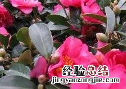 茶梅的养殖方法和注意事项有哪些 茶梅的养殖方法和注意事项
