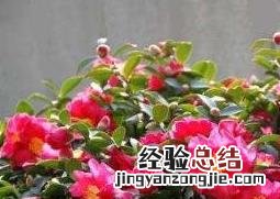 茶梅的养殖方法和注意事项有哪些 茶梅的养殖方法和注意事项