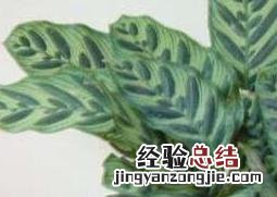 竹芋图片 美丽竹芋图片