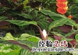 竹芋图片 美丽竹芋图片