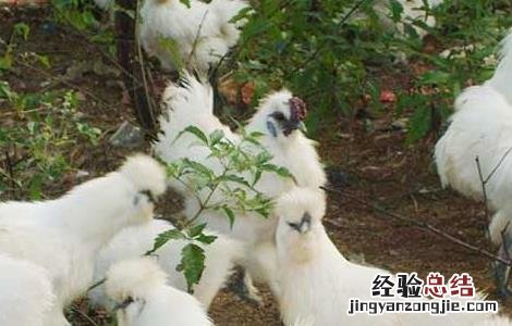 乌鸡的营养价值 公乌鸡和母乌鸡的营养价值