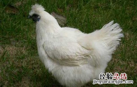 乌鸡的营养价值 公乌鸡和母乌鸡的营养价值