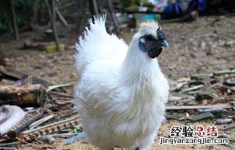 乌鸡的营养价值 公乌鸡和母乌鸡的营养价值