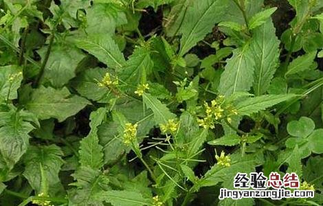 蔊菜的功效与作用及禁忌 蔊菜的功效与作用