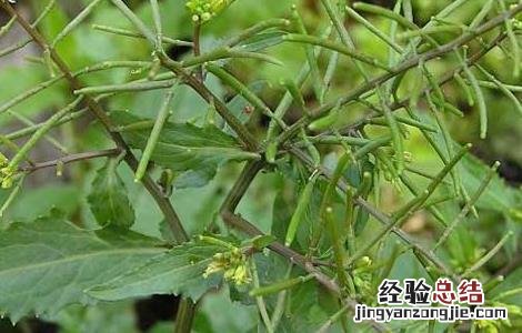 蔊菜的功效与作用及禁忌 蔊菜的功效与作用