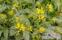 蔊菜的功效与作用及禁忌 蔊菜的功效与作用