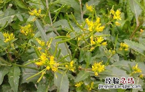 蔊菜的功效与作用及禁忌 蔊菜的功效与作用