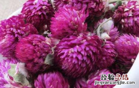 千日红花茶的功效与作用及禁忌 千日红花茶的功效与作用