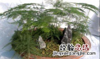 文竹是什么科的植物 文竹属于什么科的植物