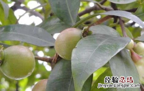 蒲桃的功效与作用及食用方法 蒲桃的功效与作用
