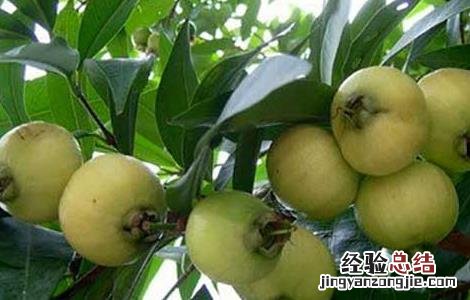 蒲桃的功效与作用及食用方法 蒲桃的功效与作用