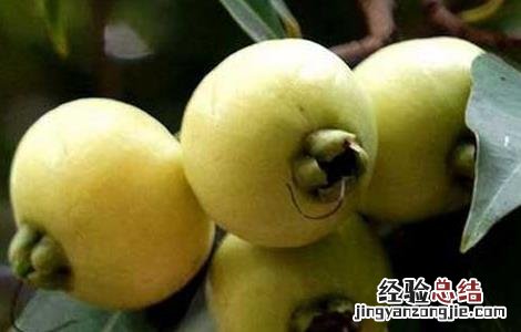 蒲桃的功效与作用及食用方法 蒲桃的功效与作用