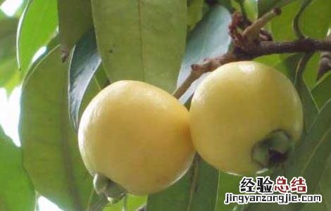 蒲桃的功效与作用及食用方法 蒲桃的功效与作用