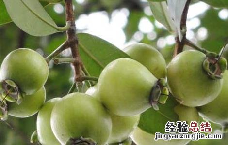蒲桃的功效与作用及食用方法 蒲桃的功效与作用