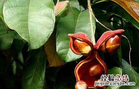 苹婆的功效与作用 花百科 苹婆的功效与作用