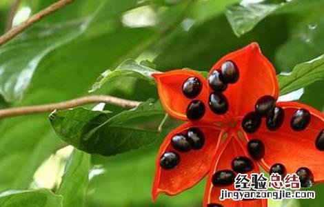 苹婆的功效与作用 花百科 苹婆的功效与作用