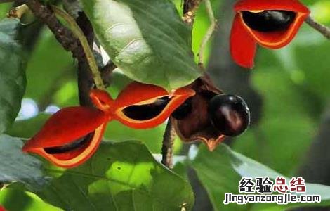 苹婆的功效与作用 花百科 苹婆的功效与作用