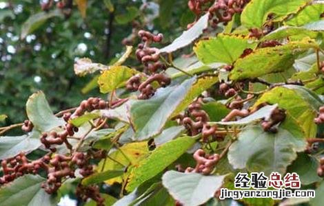 鸡爪梨酒副作用 鸡爪梨泡酒有什么功效