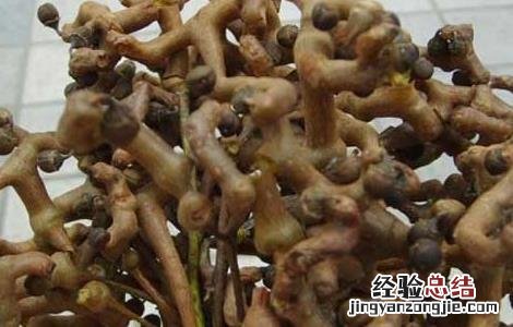 鸡爪梨酒副作用 鸡爪梨泡酒有什么功效