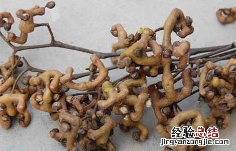 鸡爪梨酒副作用 鸡爪梨泡酒有什么功效