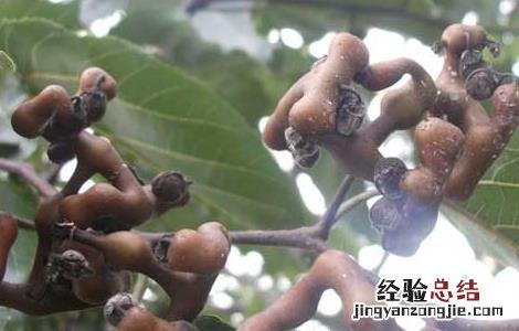 鸡爪梨酒副作用 鸡爪梨泡酒有什么功效