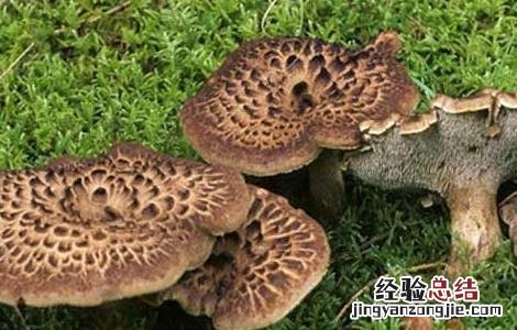 虎掌菌的功效与作用 虎掌菌的功效与作用