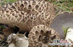 虎掌菌的功效与作用 虎掌菌的功效与作用