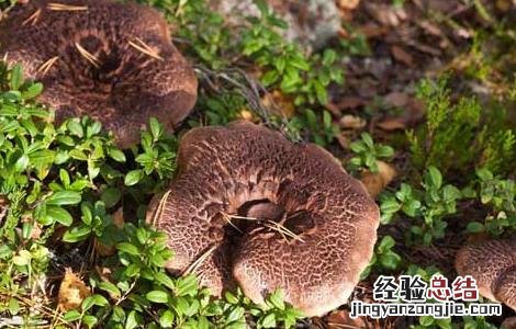虎掌菌的功效与作用 虎掌菌的功效与作用