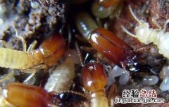 上门灭白蚁要多少钱 上门灭白蚁要多少钱一次