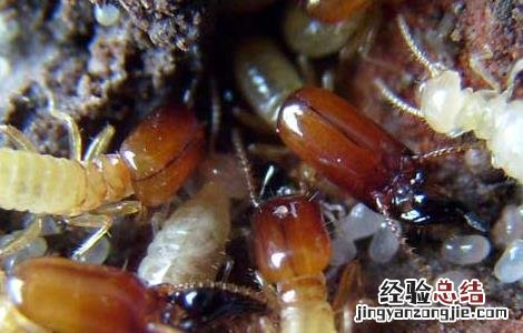 上门灭白蚁要多少钱 上门灭白蚁要多少钱一次