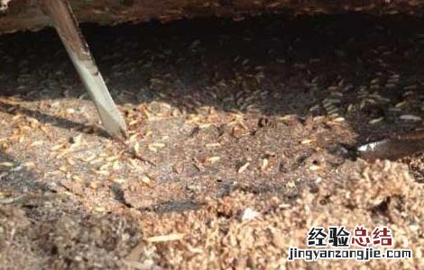 上门灭白蚁要多少钱 上门灭白蚁要多少钱一次