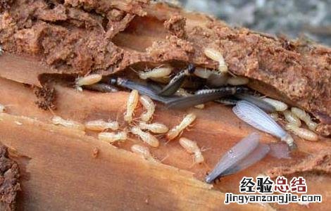 上门灭白蚁要多少钱 上门灭白蚁要多少钱一次