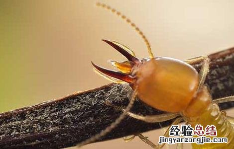 怎样发现白蚁在家里 家里发现白蚁怎么办