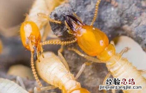 怎样发现白蚁在家里 家里发现白蚁怎么办