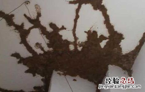 怎样发现白蚁在家里 家里发现白蚁怎么办