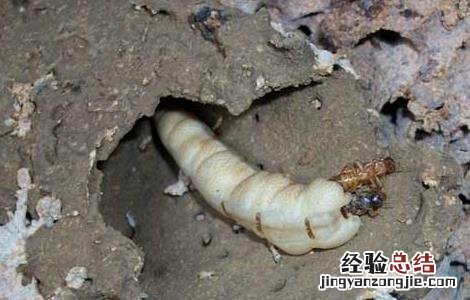 怎样发现白蚁在家里 家里发现白蚁怎么办