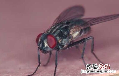 家里苍蝇越来越多怎么办 家里苍蝇多怎么办才好