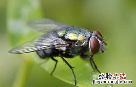 家里苍蝇越来越多怎么办 家里苍蝇多怎么办才好