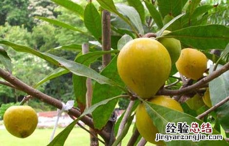 蛋黄果的功效与作用 海南蛋黄果的功效与作用