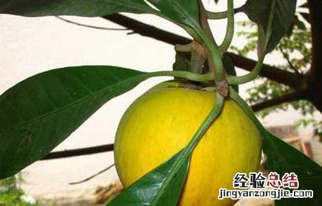 蛋黄果的功效与作用 海南蛋黄果的功效与作用
