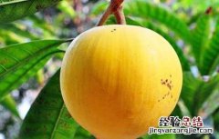 蛋黄果的功效与作用 海南蛋黄果的功效与作用