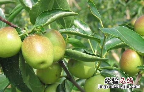 冬枣的功效与作用禁忌 冬枣的功效与作用