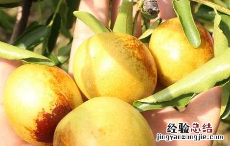 冬枣的功效与作用禁忌 冬枣的功效与作用