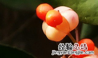 冬青果泡酒的功效 冬青果相关介绍