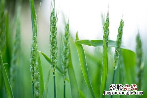 小麦赤霉病用什么药防治 小麦条锈病、赤霉病用什么药