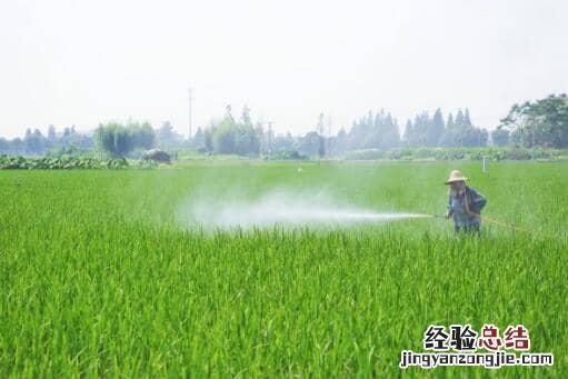 小麦赤霉病用什么药防治 小麦条锈病、赤霉病用什么药