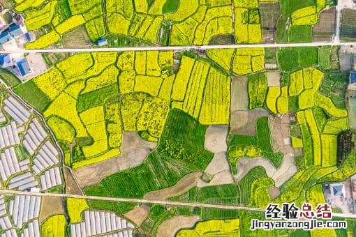 春季油菜田间管理技术要点：如何追肥、预防病虫害？