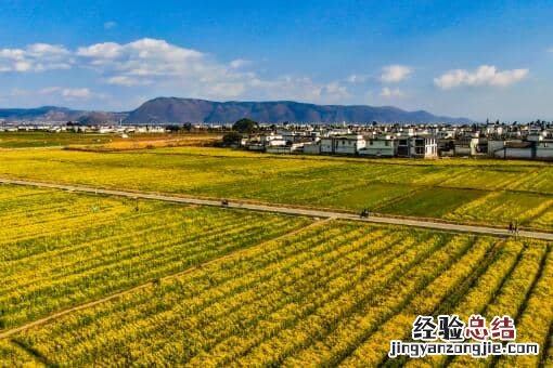 春季油菜田间管理技术要点：如何追肥、预防病虫害？